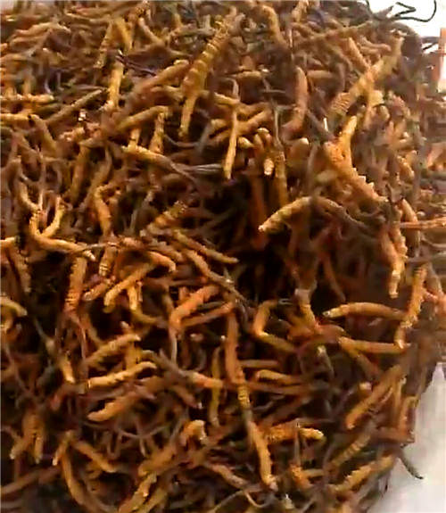 冬蟲夏草回收案例